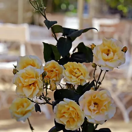 Сентраль Отель Солнечный берег