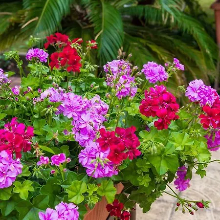 Хотел Централ